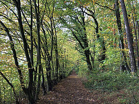 Im Wald. Foto: Senger