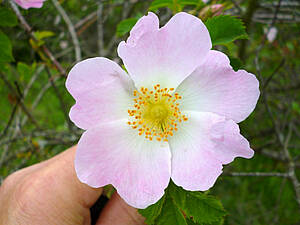 Wilde Rose. Foto: Senger