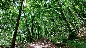 Ein Weg im Wald unter Bäumen